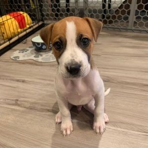 Meet your Posher, Brew